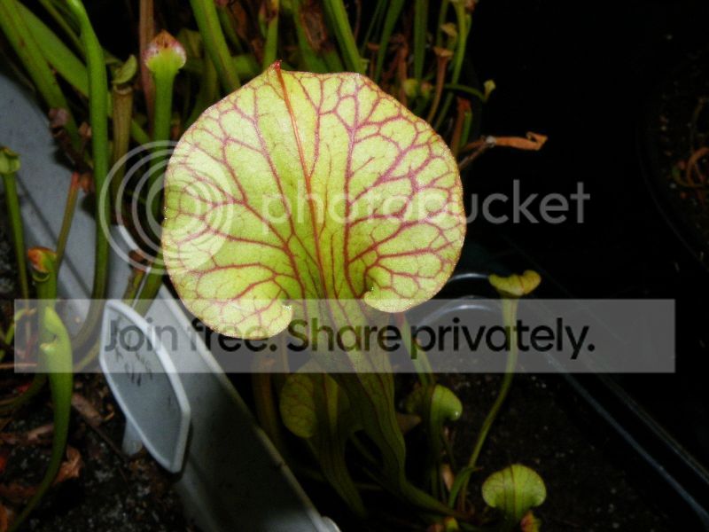 DSCF9714_zps9bbaae67.jpg