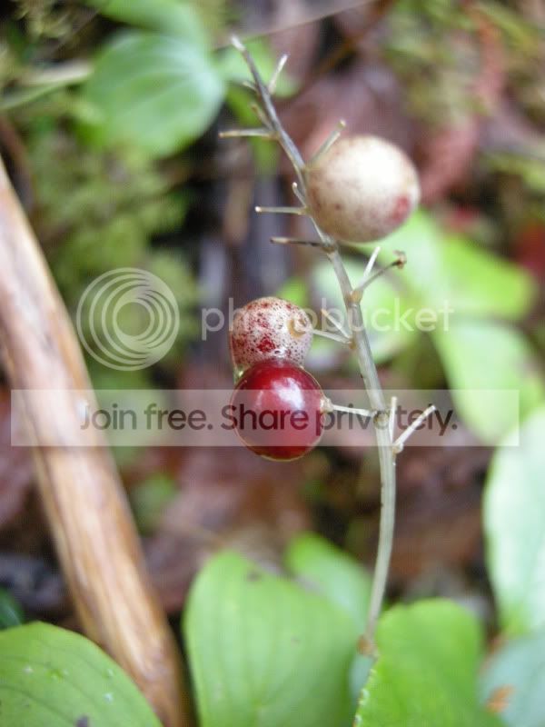 DSCN5505.jpg