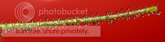 byblis_aquatica_dewdrops2_010912.jpg