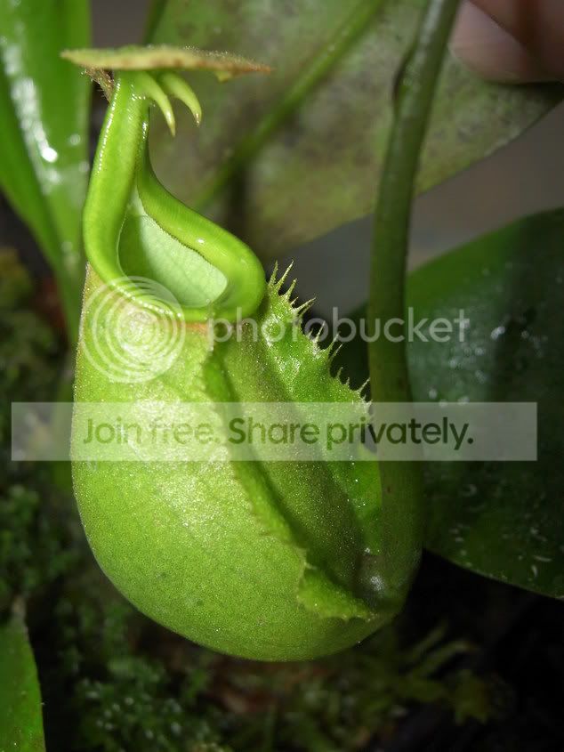 NepenthesbicalcarataRedFlush060121.jpg