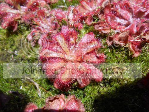 Daliceae_6-3-11.jpg
