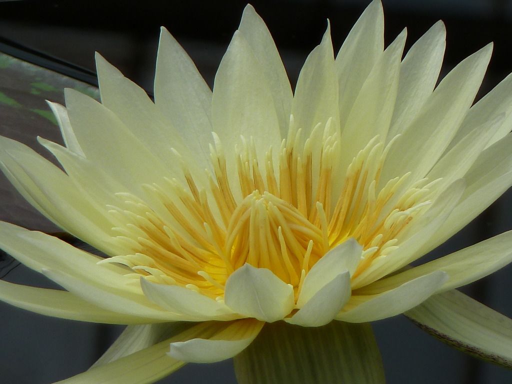 kewgardens300812017.jpg
