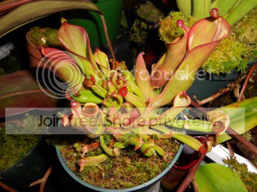 Hnutans_12-20-11.jpg
