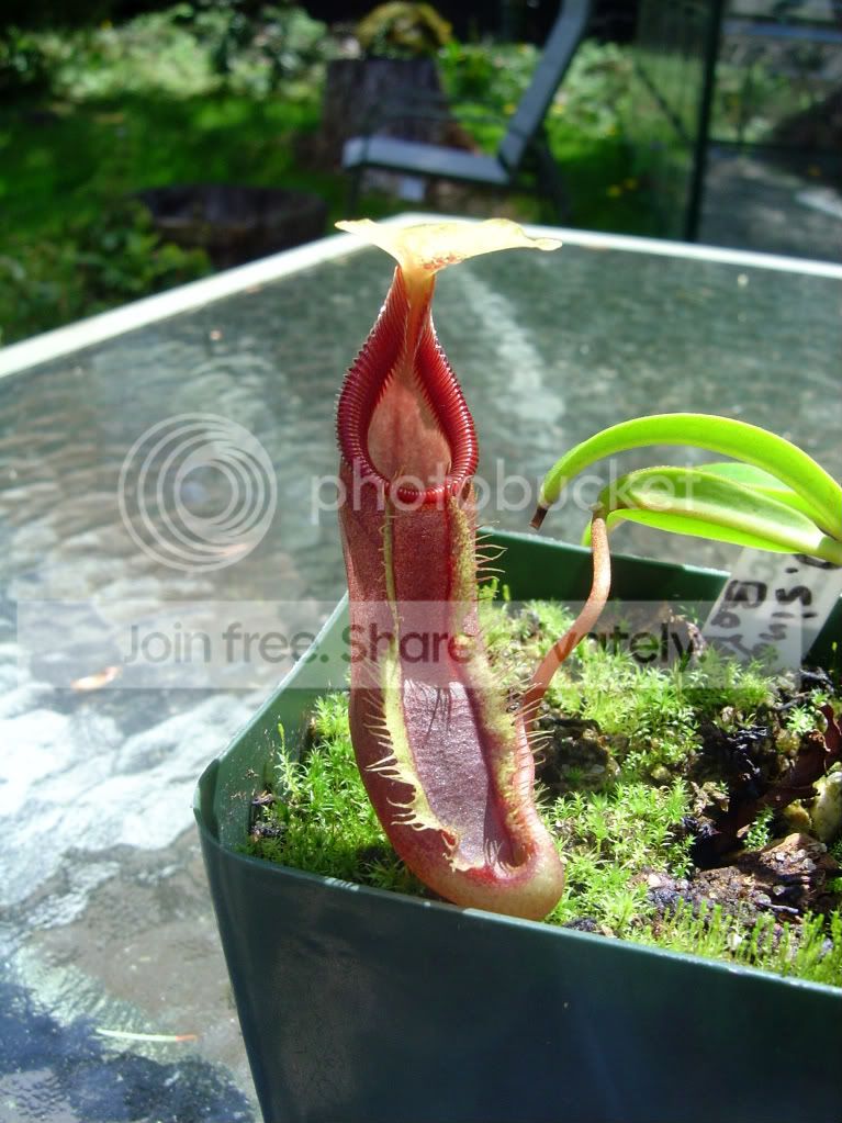 SpringCPs009.jpg