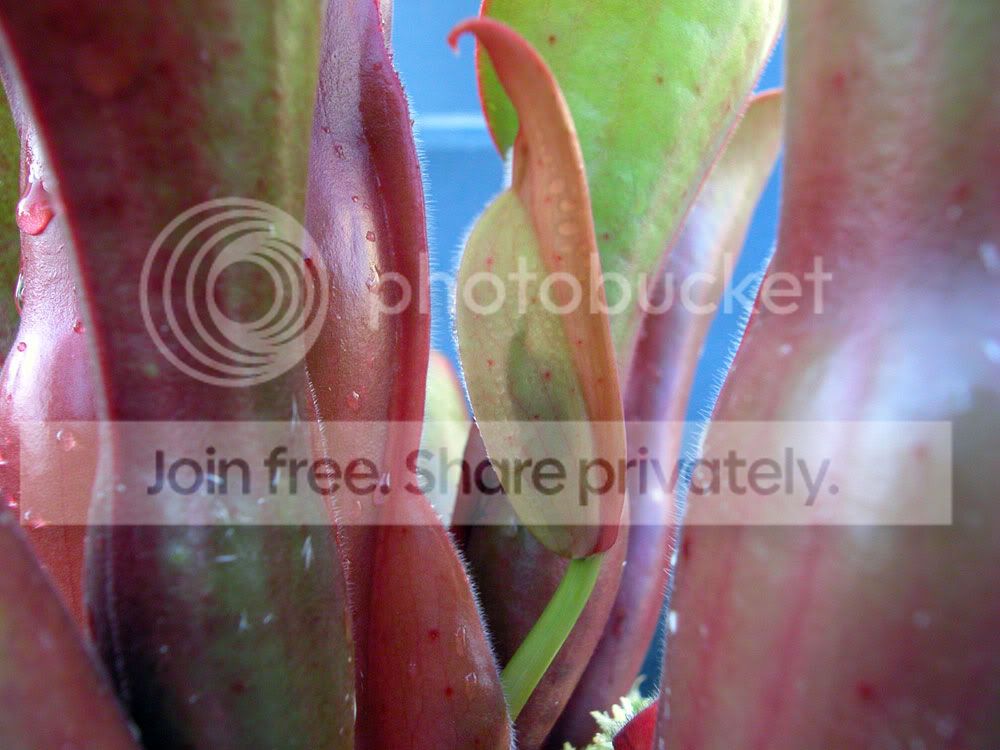 NUTANSGIANTFLOWER.jpg