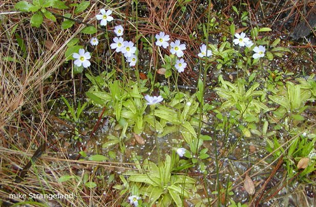 Pinguicula_primuliflora4.jpg