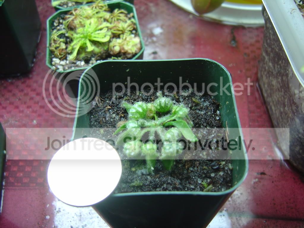 NidiformisDentateCephalotus005.jpg