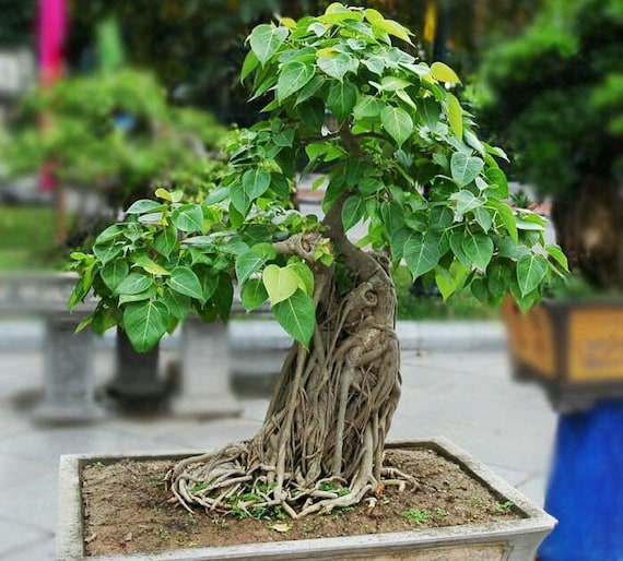 il_570xN.2589653795_6ijf.jpg
