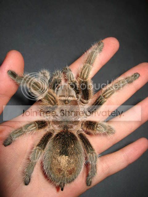 aminals009.jpg