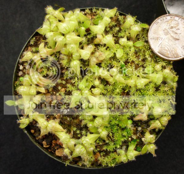 NASC2012-Cephseedlings042412.jpg