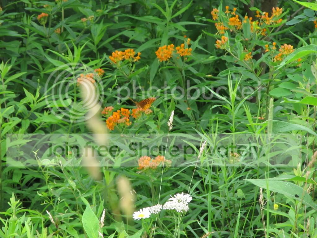 IMG_4574.jpg