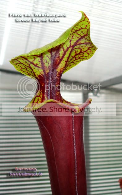 rubriredtubegreenlid4.jpg