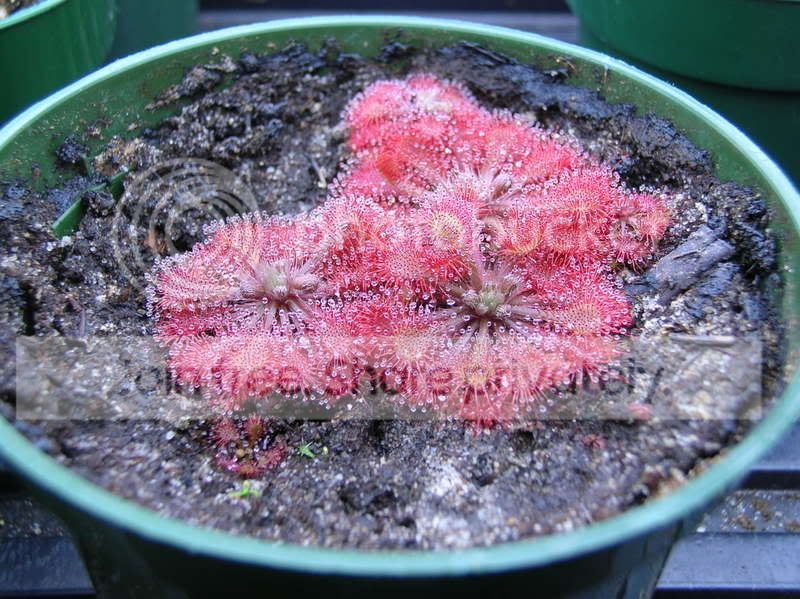 DSCN2810.jpg