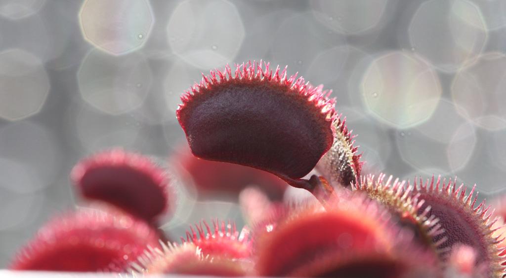Red_Sawtooth7.jpg