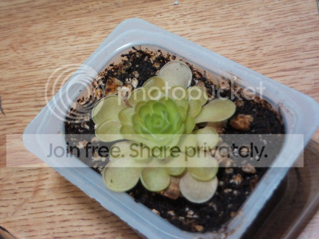 FILE1449.jpg