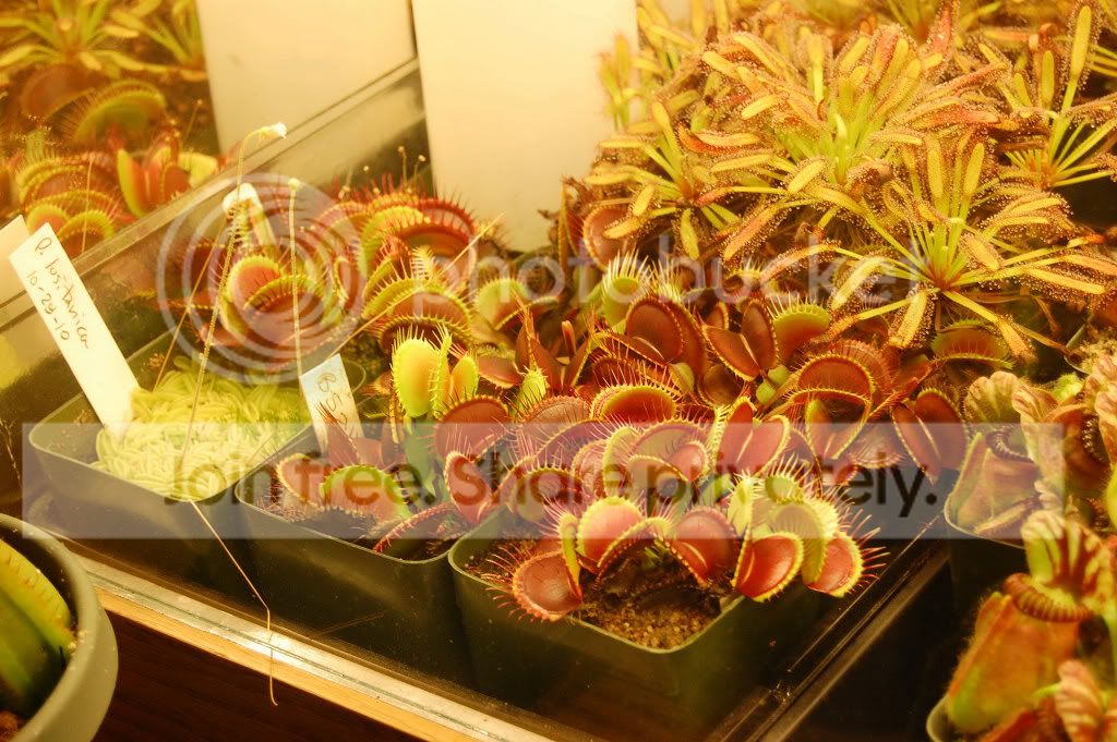 DSC_00250001_8.jpg