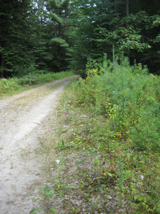 catroad.jpg