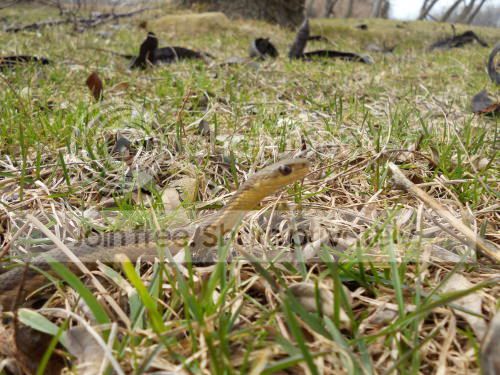 snake03_3-20-11.jpg