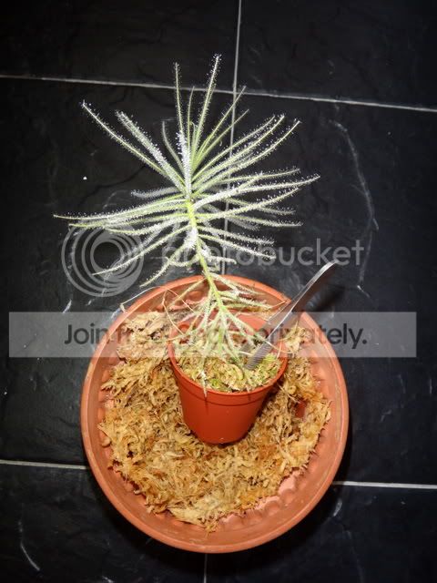 byblis_guehoi_cutting_repotting.jpg