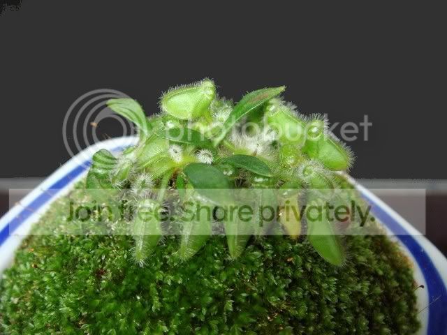 ceph_ceramic_plant1.jpg