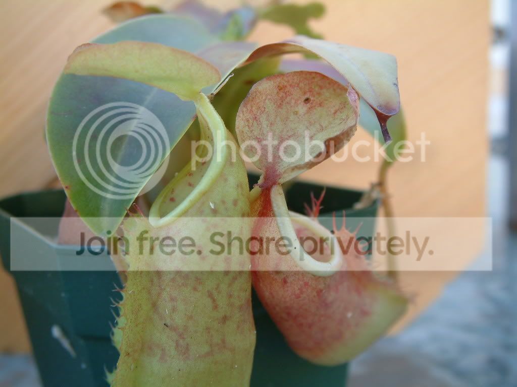 randomCPpictures007.jpg