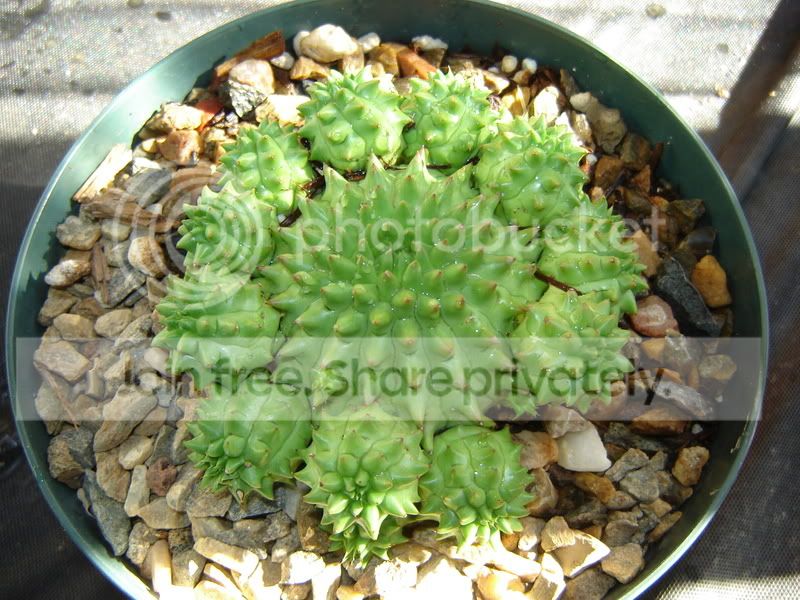 Greenhouse008.jpg