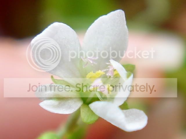 burmanniiredflower1rs.jpg