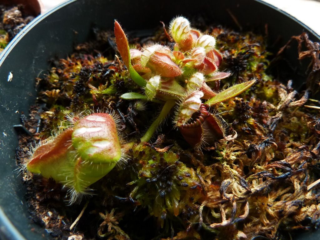 plants10032012058.jpg