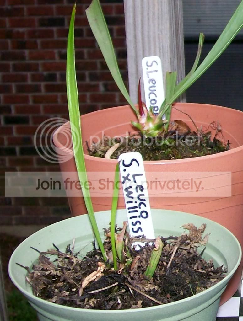 CarnivorousPlants002-Copy2.jpg