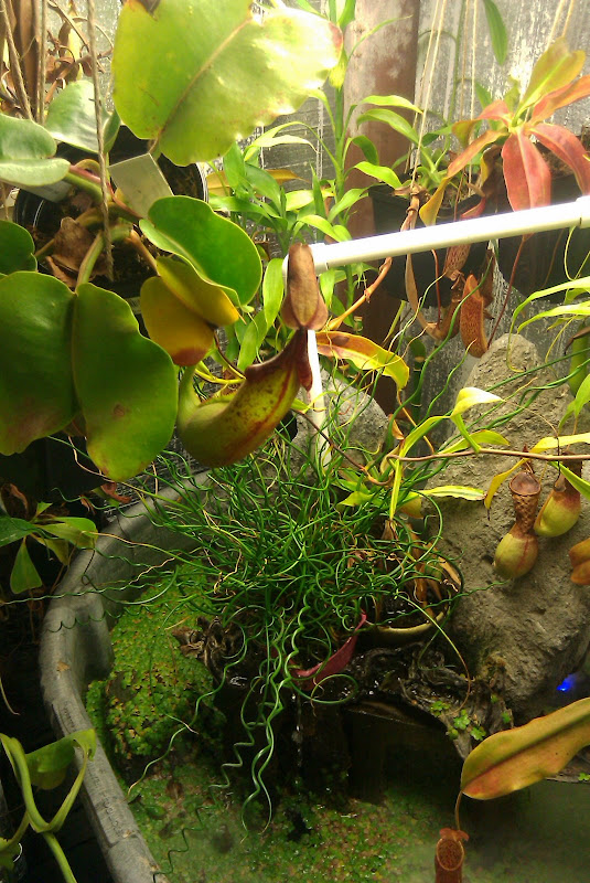 IMAG0332.jpg