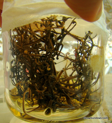 Indica_dead_tissue_culture_post.JPG