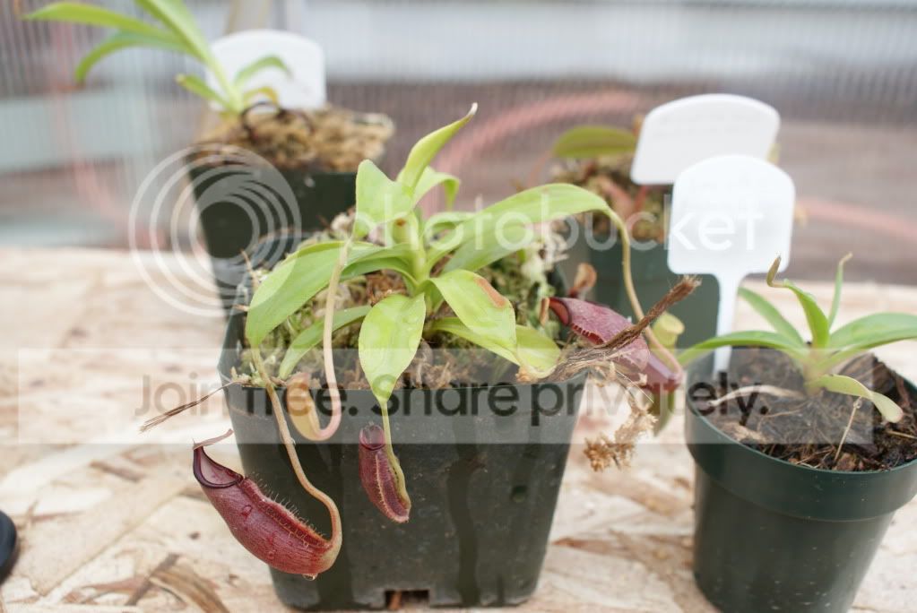 nepenthes041.jpg