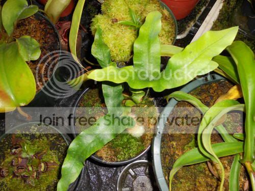 fern_5-23-11.jpg