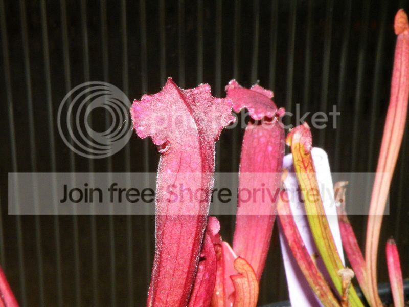 DSCF9521.jpg