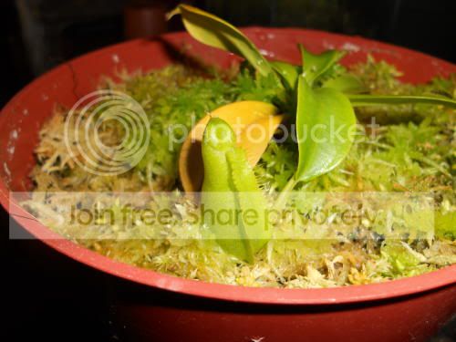 Nspathulata_5-17-11.jpg