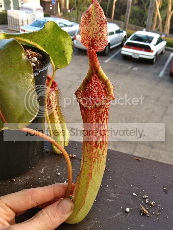 IMG_5600_zpsf1cf4a8c.jpg