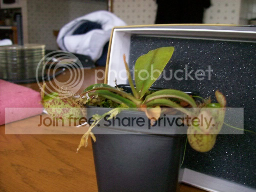 plants044.jpg