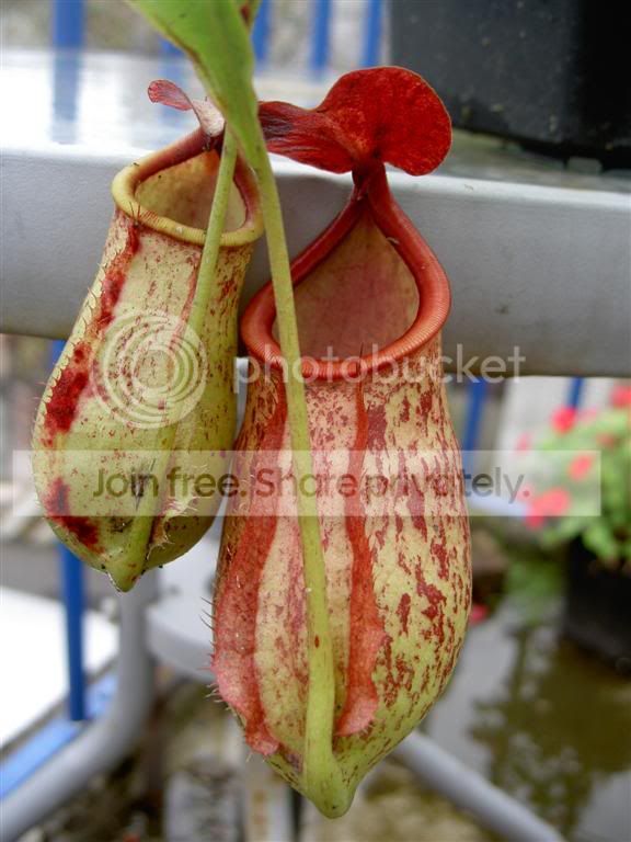Nepenthesmirabilisxbicalcarata06103.jpg