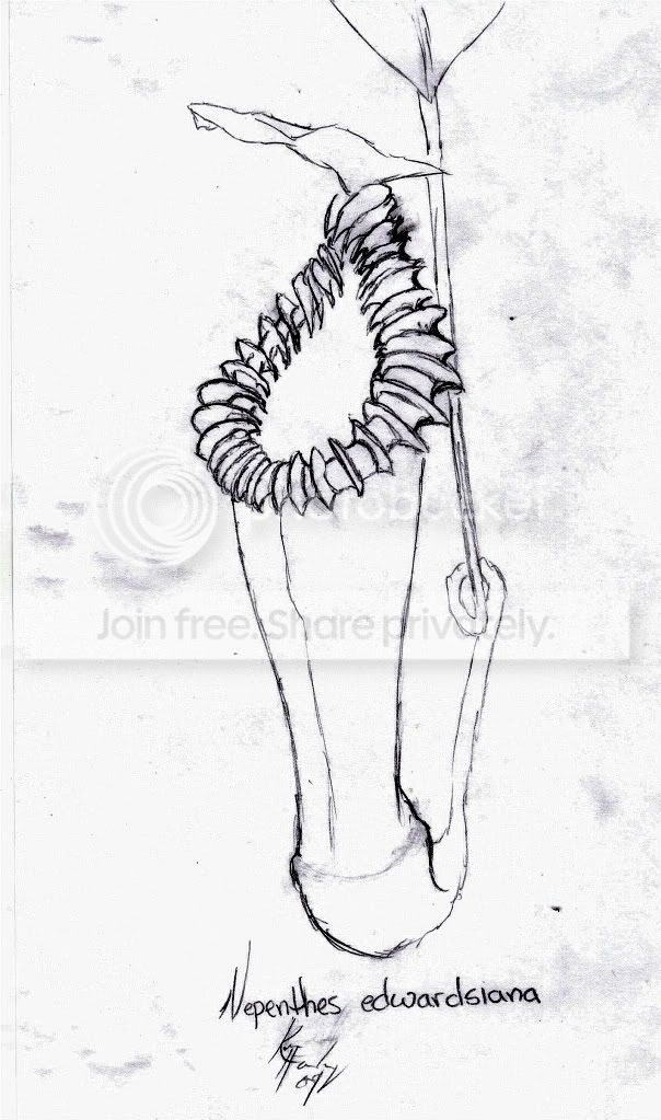 Nepenthesedwardsianadrawing.jpg