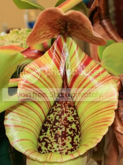 truncata1.jpg
