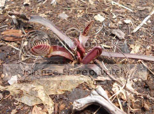reddragon-VFT_5-12-11.jpg