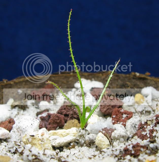 IMG_1313-Drosophyllum-seedling-Spain.jpg