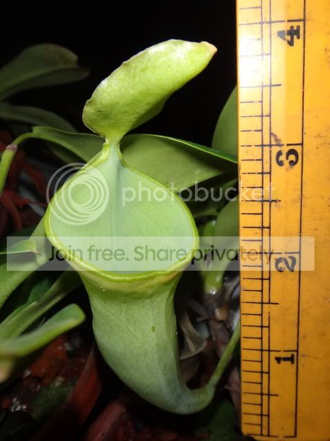 nepenthes_campanulata_size_022012.jpg