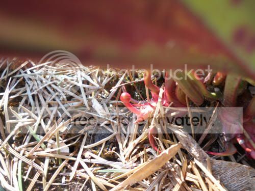 Salata-bud_3-17-12.jpg