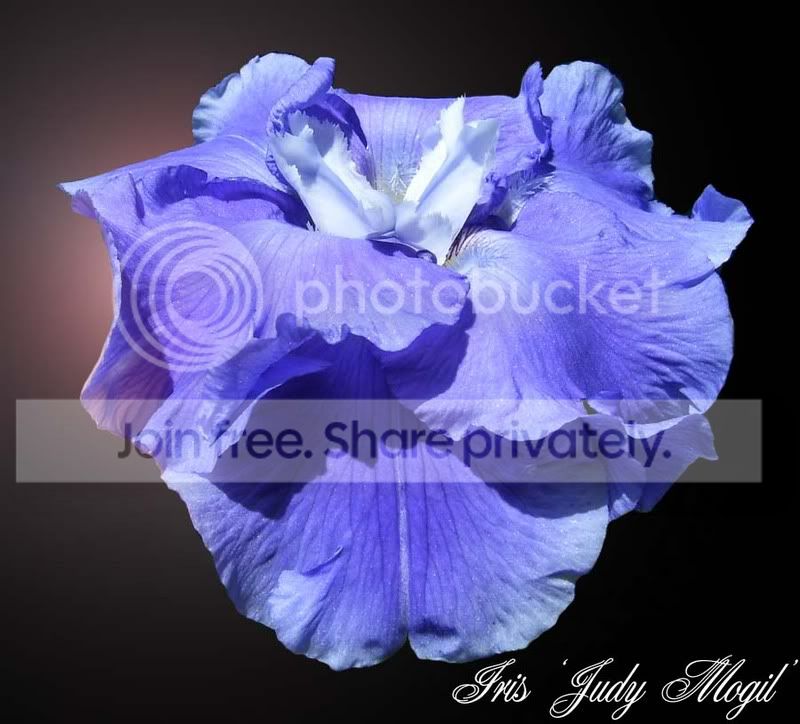 iris-judy-mogil.jpg