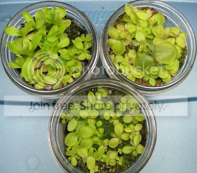 IMG_1382-ping-seedlings.jpg