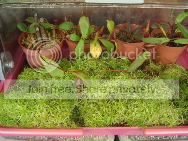 nepenthes_adnata_breadbox.jpg