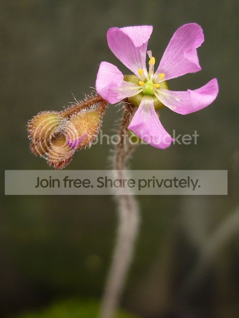 Dtomentosaflower112412RS.jpg