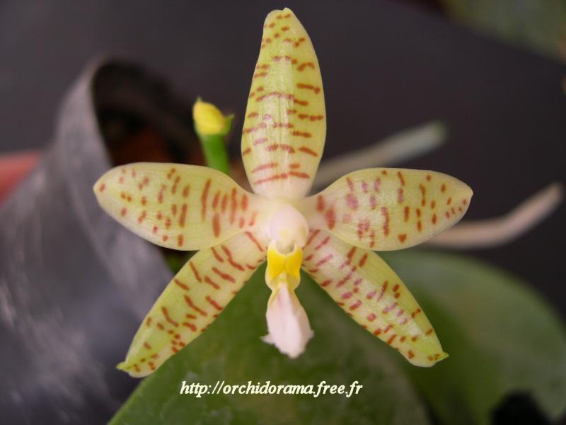 Phalaenopsis%20pallens05.JPG