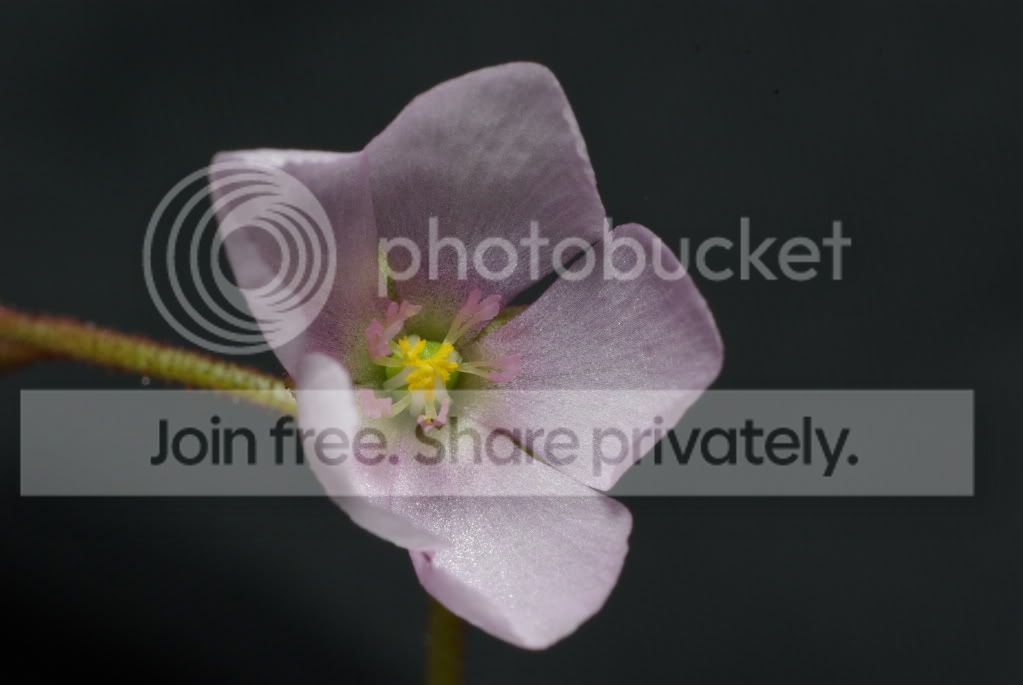 IMGP4080.jpg
